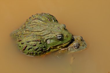 Mating African giant bullfrogs clipart