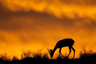 silhouet van vrouw poseren met hoed