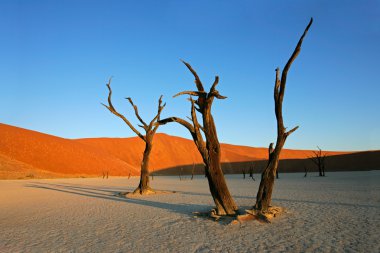 ağaç ve dune