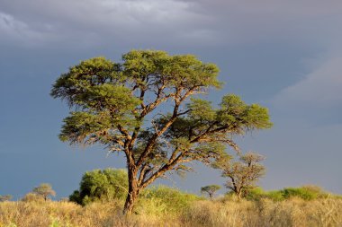 African Acacia tree clipart