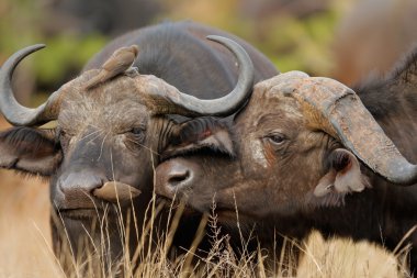 African buffalos clipart