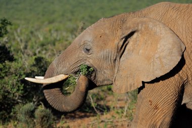 Feeding African elephant clipart