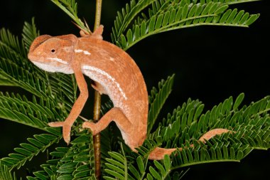 Flap-neck chameleon clipart