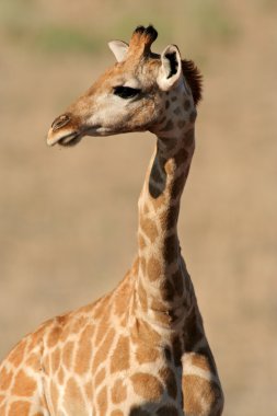 Giraffe portrait clipart