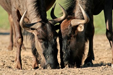 Wildebeest drinking clipart