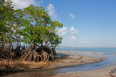 Mangrove tree clipart