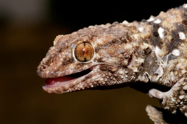 Gecko bibron — Foto de Stock