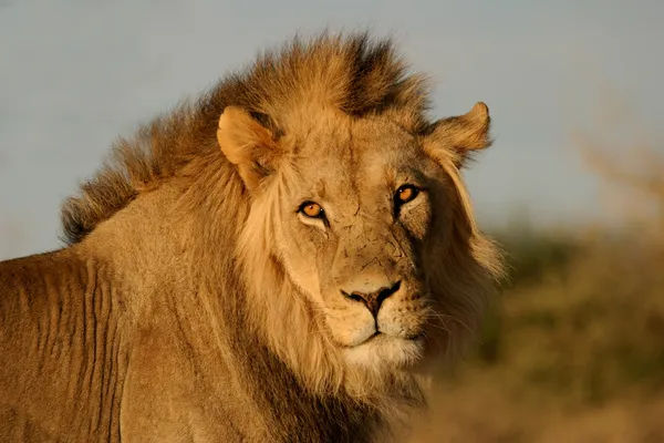 Big male lion — Stock Photo, Image