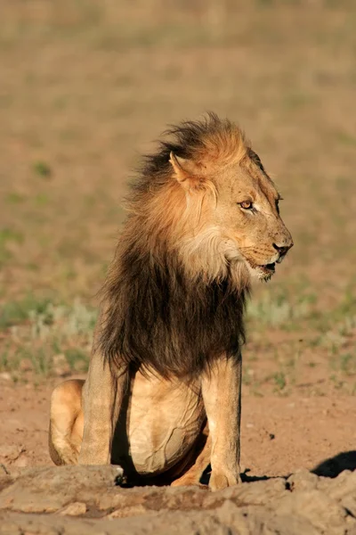 Czarny grzywiasty lew Afryki — Zdjęcie stockowe