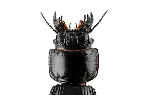 Escaravelho-do-chão — Fotografia de Stock
