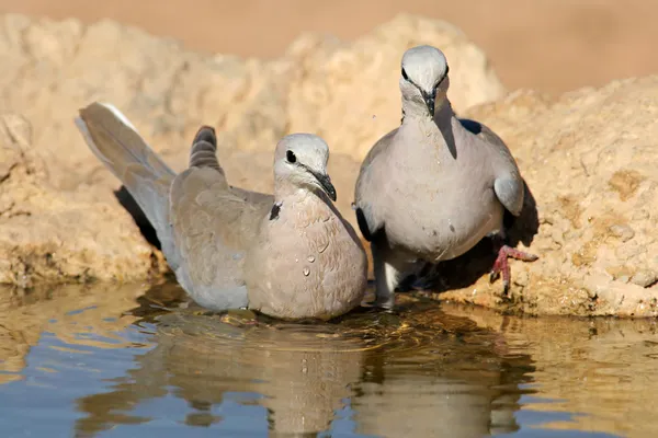Cape turtle doves — Stock Photo, Image