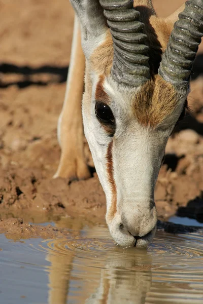 Drinking springbok antelope — Stock Photo, Image