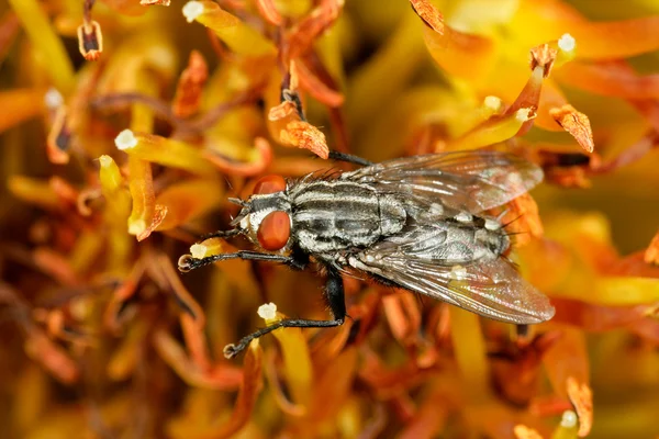 Et sineği — Stok fotoğraf