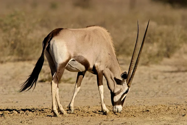 Antilope Gemsbok — Photo