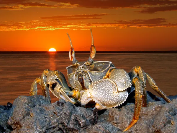 Crabe fantôme sur les rochers — Photo