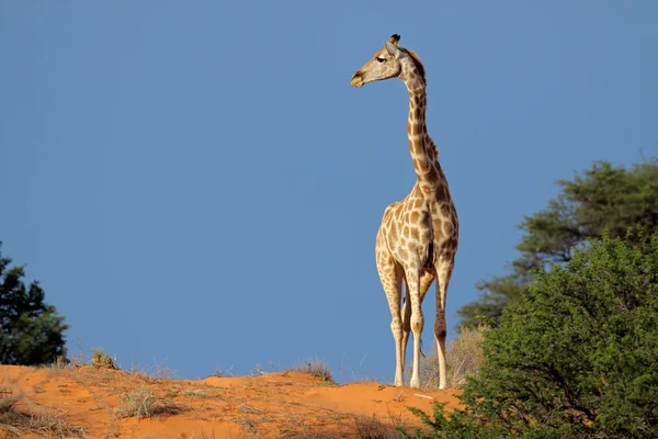 Giraffa su dune di sabbia — Foto Stock