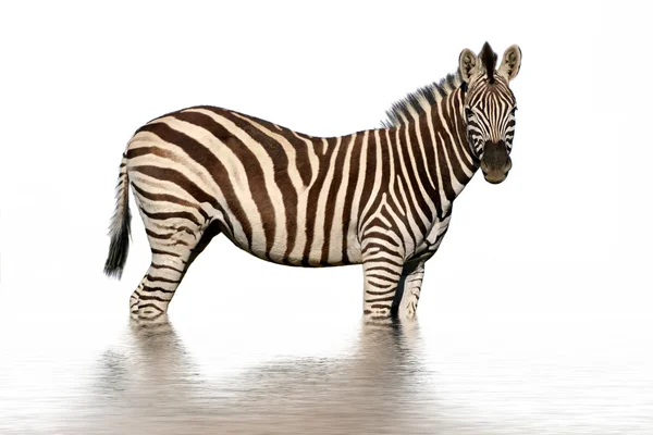 Su yansıması ile izole zebra — Stok fotoğraf