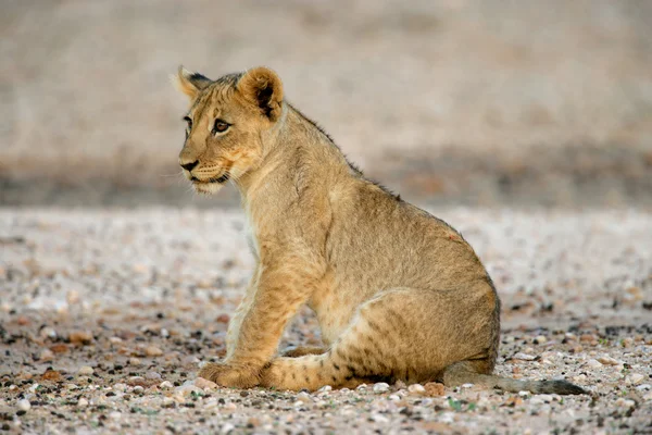 Cria de leão — Fotografia de Stock