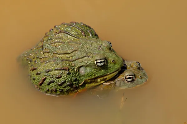 交配非洲巨型牛蛙 — 图库照片