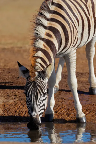 Pianure Zebra bere — Foto Stock