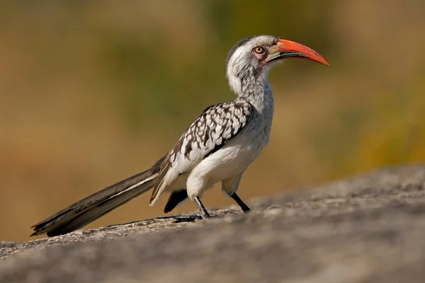 Hornbill-de-bico-vermelho — Fotografia de Stock