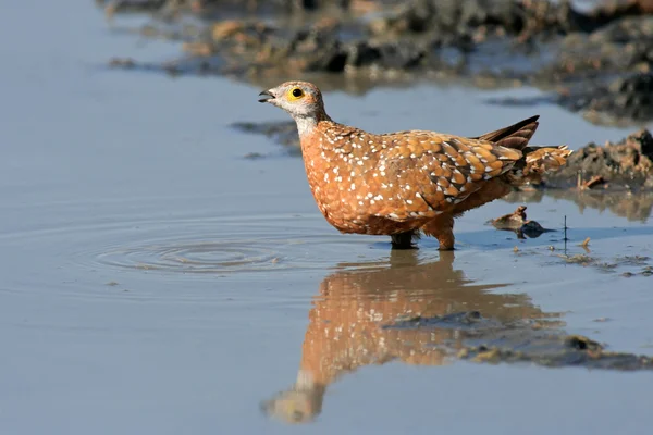 stock image Spotted sandgrouse