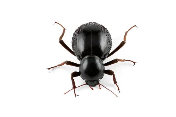 Tenebrionid böceği — Stok fotoğraf