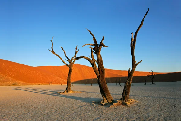 ツリーと砂丘 — ストック写真