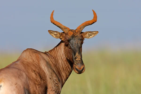 Tsessebe 羚羊 — 图库照片