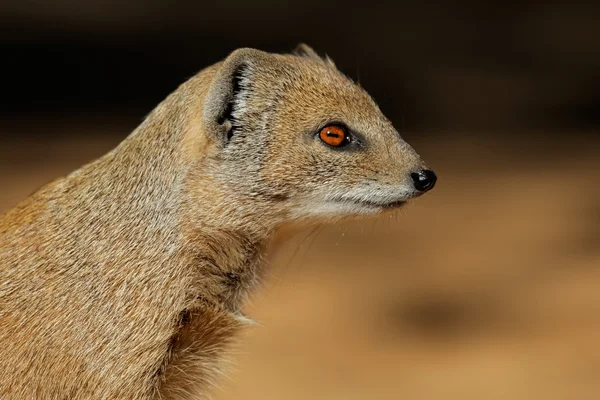 Yellow mongoose — Stock Photo, Image