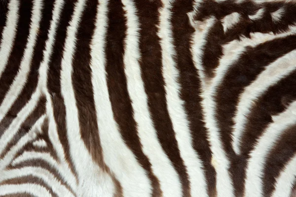 Zebra derisi — Stok fotoğraf