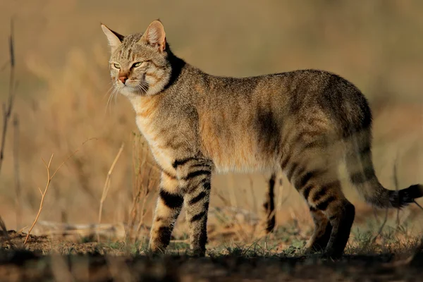 Africká divoká kočka — Stock fotografie