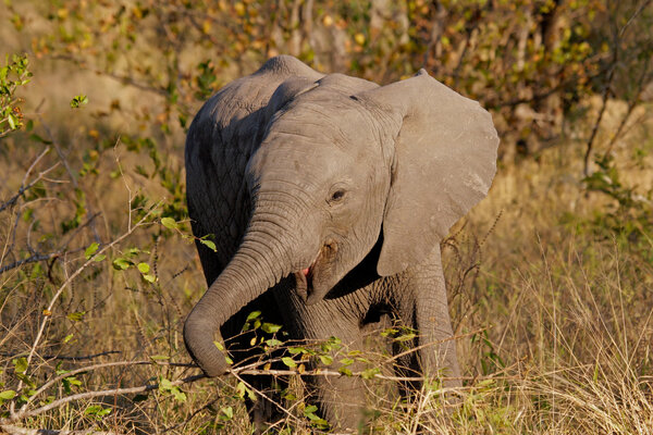 Curious baby African elephant (Loxodonta africana), Kruger National Park, South Africa