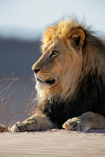 Velký muž africký Lev — Stock fotografie