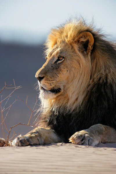 Portrait of a big male African lion (Panthera leo) lying on a sand dune, Kalahari desert, South Africa