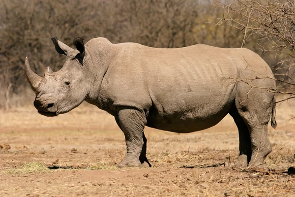 Rhinocéros noir — Photo