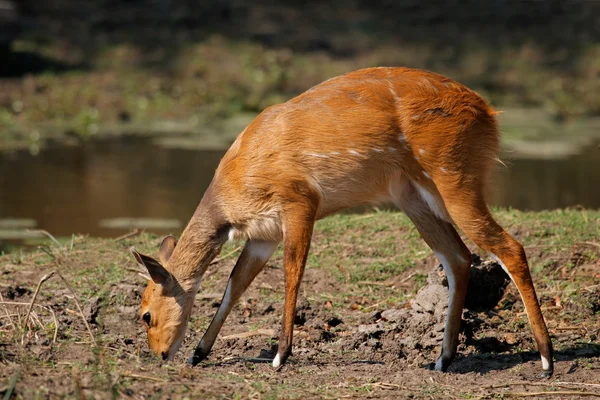 Bushbuck antelope — Stock Photo, Image