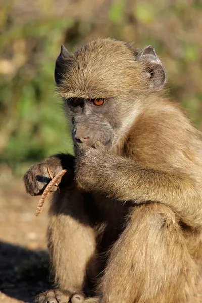 Чакма-бабуин — стоковое фото