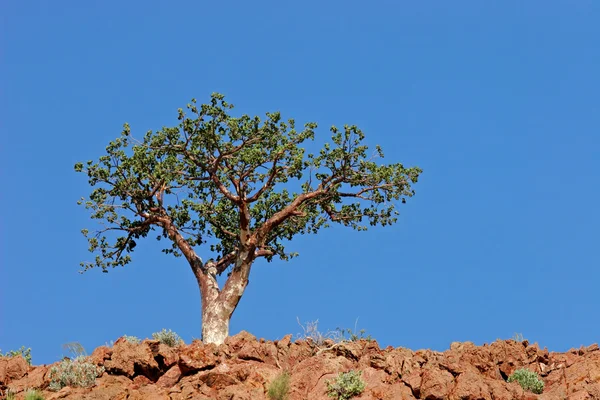 Corkwood ağacı — Stok fotoğraf