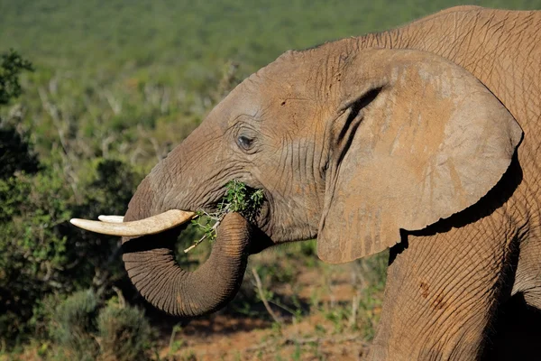 Karmienia słonia afrykańskiego — Zdjęcie stockowe