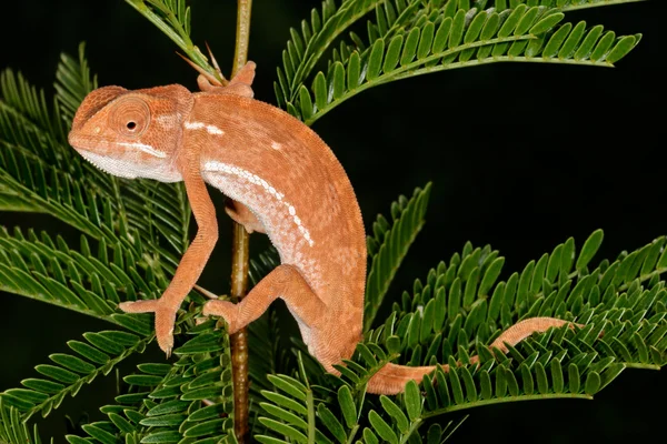 Flap-neck chameleon — Stock Photo, Image