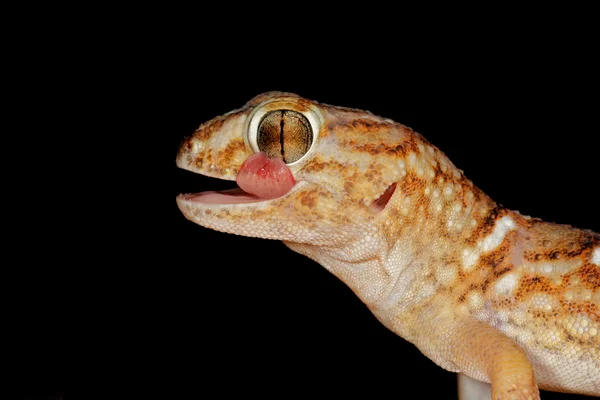 Dev kara gecko — Stok fotoğraf