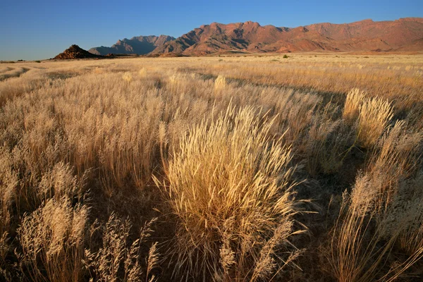 Grassland landscape — Stock Photo, Image