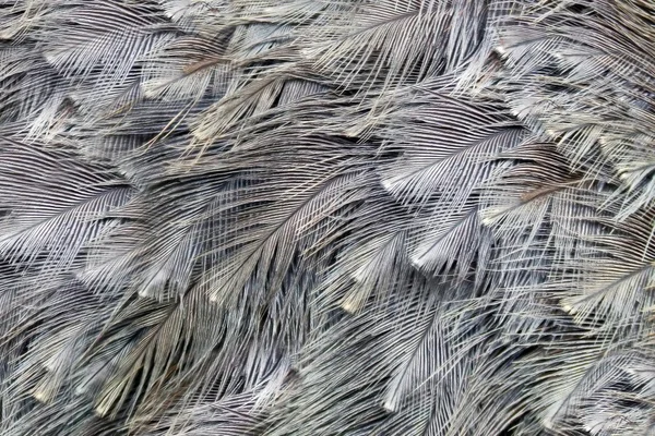 타조 깃털 배경 — 스톡 사진
