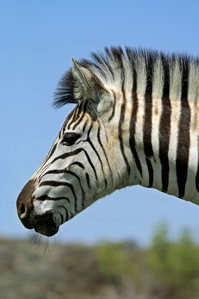 Plains zebra portret — Zdjęcie stockowe