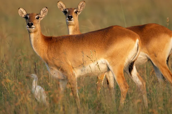 Rode lechwe antilopen — Stockfoto