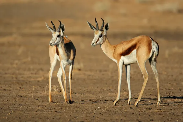 Antilopes de Springbok — Photo