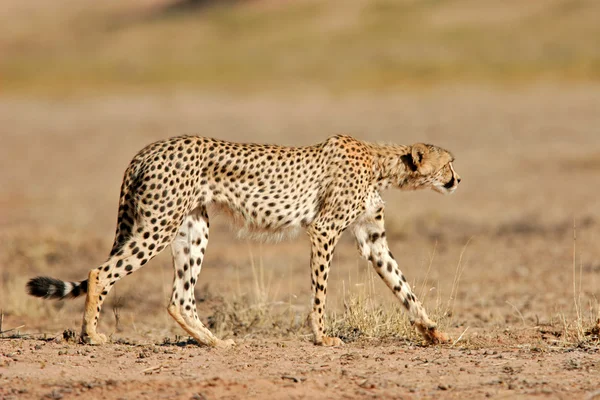 A perseguir a Cheetah — Fotografia de Stock
