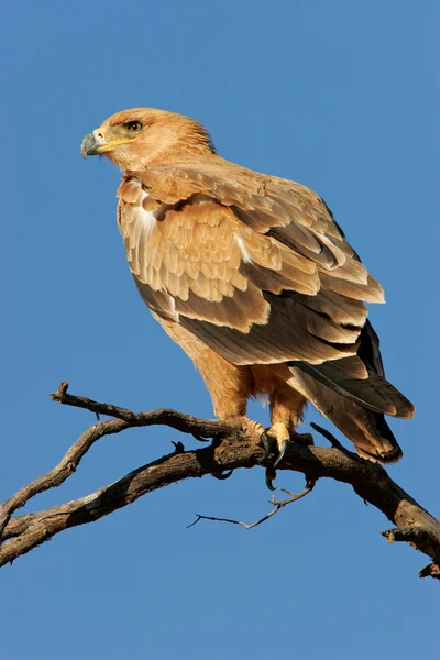 Tawny eagle — Stock Photo, Image
