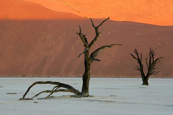 Árbol y duna — Foto de Stock